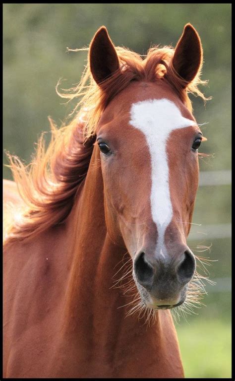 photo de cheval|images de chevaux.